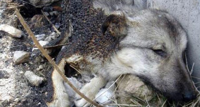 Ankara’yı dehşete düşüren köpek cinayetleri